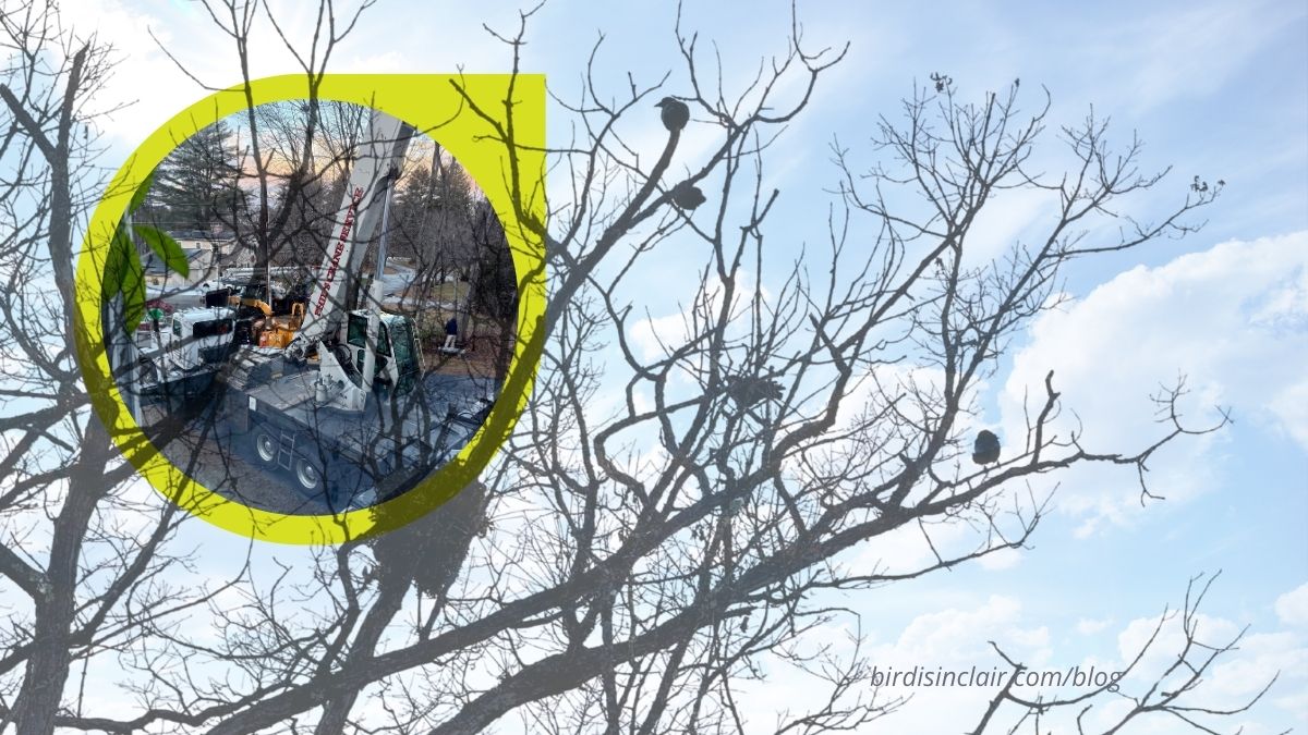 Tree Removal and Nature Neighbors - Birdi Sinclair Blog